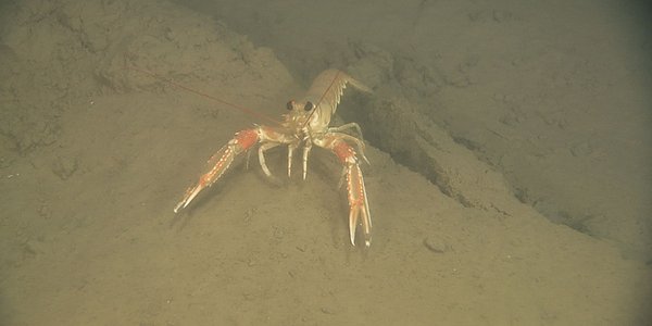 Photo of a Norway lobster on the sea floor.