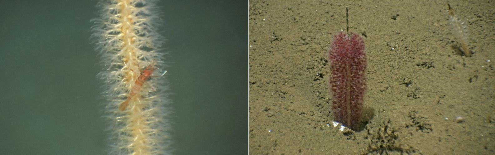 Fra venstre: En stor piperenser som har fanget en kreps, og en liten piperenser på sandbunnen.