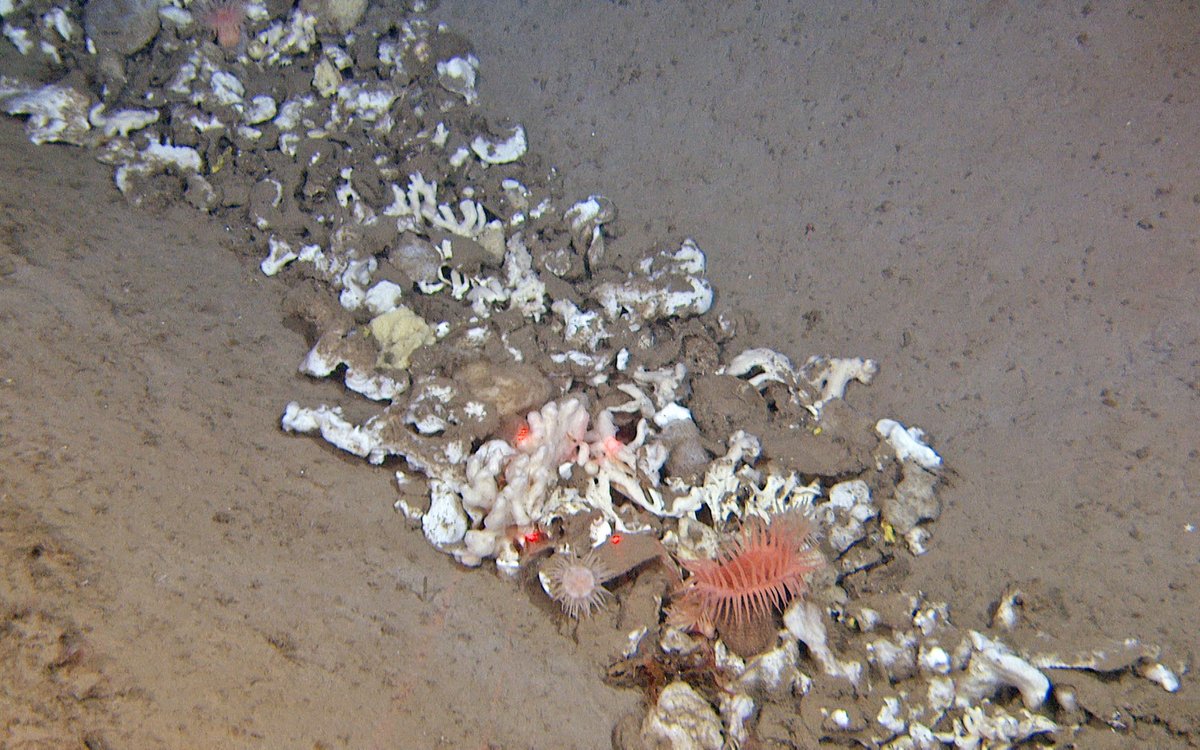 Sponge that has ended up at the bottom of a trawl mark