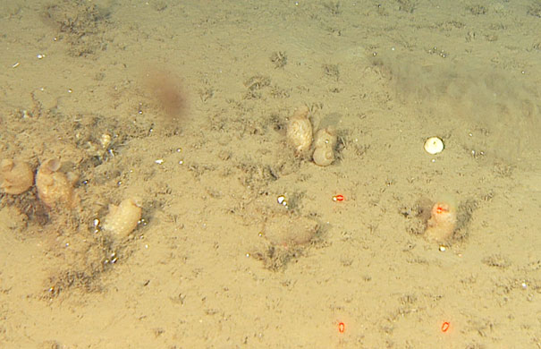 Bilde av flere sekkedyr som står på havbunnen.