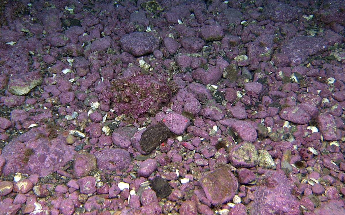 cobbles with purple tint